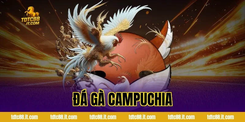 Đá Gà Campuchia – Trường Gà Nổi Tiếng Và Luật Chơi 14 da ga campuchia 1063