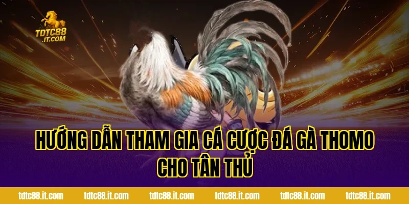 Đá Gà Thomo – Trường Gà Nổi Tiếng Campuchia Cho Tân Thủ 4 Hướng dẫn tham gia cá cược đá gà Thomo cho tân thủ