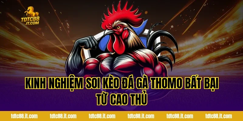 Đá Gà Thomo – Trường Gà Nổi Tiếng Campuchia Cho Tân Thủ 5 Kinh nghiệm soi kèo đá gà Thomo bất bại từ cao thủ