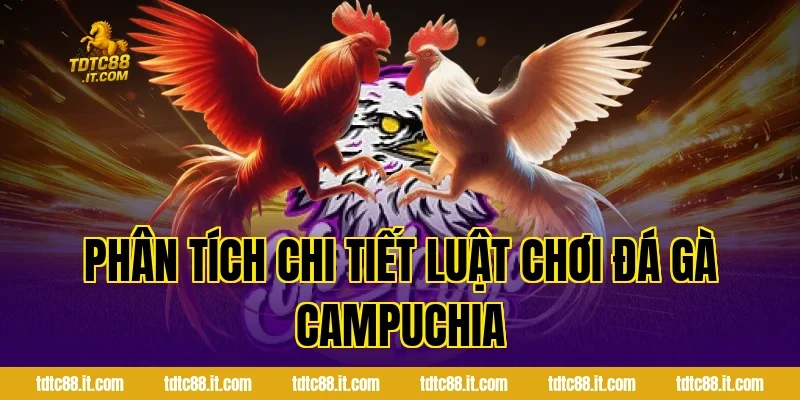 Đá Gà Campuchia – Trường Gà Nổi Tiếng Và Luật Chơi 3 Phân Tích Chi Tiết Luật Chơi Đá Gà Campuchia