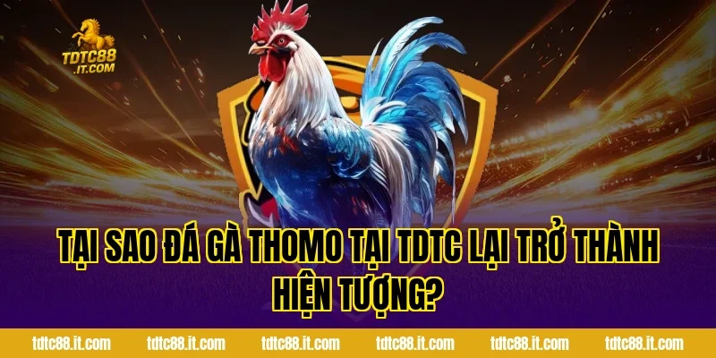 Đá Gà Thomo – Trường Gà Nổi Tiếng Campuchia Cho Tân Thủ 1 Tại sao đá gà Thomo tại TDTC lại trở thành hiện tượng?